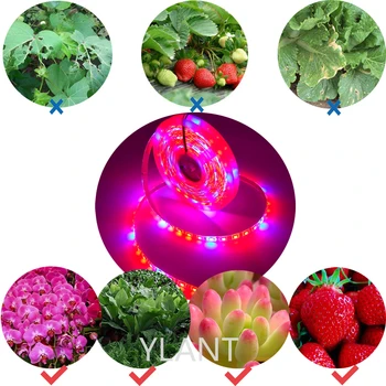 15M 20M 10M 5M Plant LED Grow Light 4:1 Full LED Spectrum Grow Light Strip SMD DC 12V LED Phyto Tape for Flowers Оранжерии