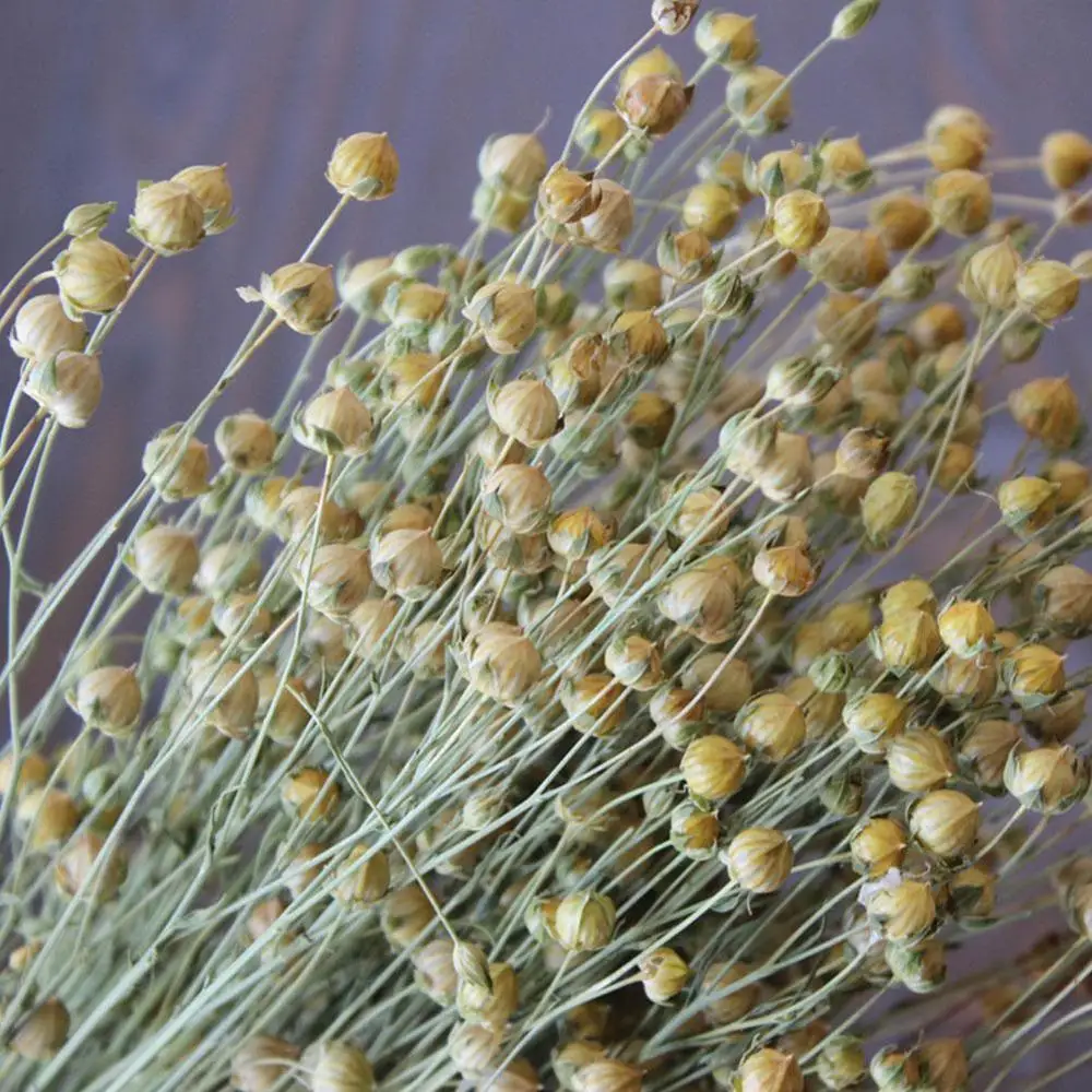 Изсушени Листа от Евкалипт Истинската Пшеница Естествени сухи цветя Начало Занаят Партия Памук Бележки Бижута Сватба DIY Цвете H9R2