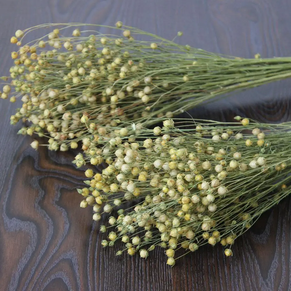 Изсушени Листа от Евкалипт Истинската Пшеница Естествени сухи цветя Начало Занаят Партия Памук Бележки Бижута Сватба DIY Цвете H9R2
